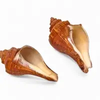 Ракушка декоративная, длина 5-6 см, ширина 4 см