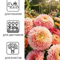 Семена цветов Астра &laquo;Леди Корал бежевая&raquo;, однолетняя, серия &laquo;Эксклюзив&raquo;, 0.05 г, &laquo;Гавриш&raquo;