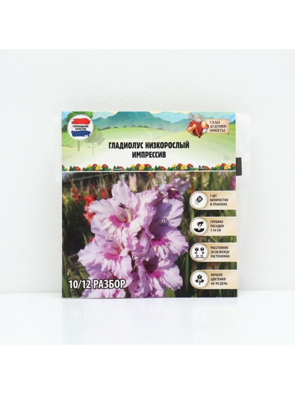 Гладиолус Низкорослый «Импрессив», луковица цветов в пакете с перфорацией, р-р 10+, 7 шт.