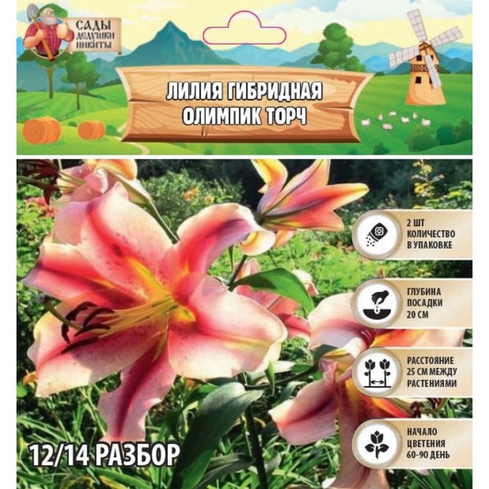 Лилия гибридная «Олимпик Торч», луковица в пакете с перфорацией, р-р 14/16, 2 шт.