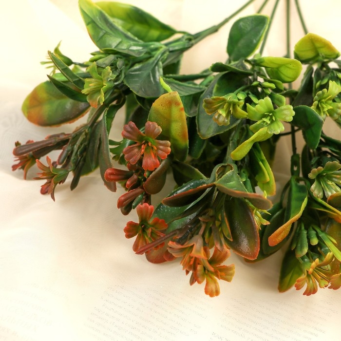 Букет "Эхеверия галант" 26 см, микс