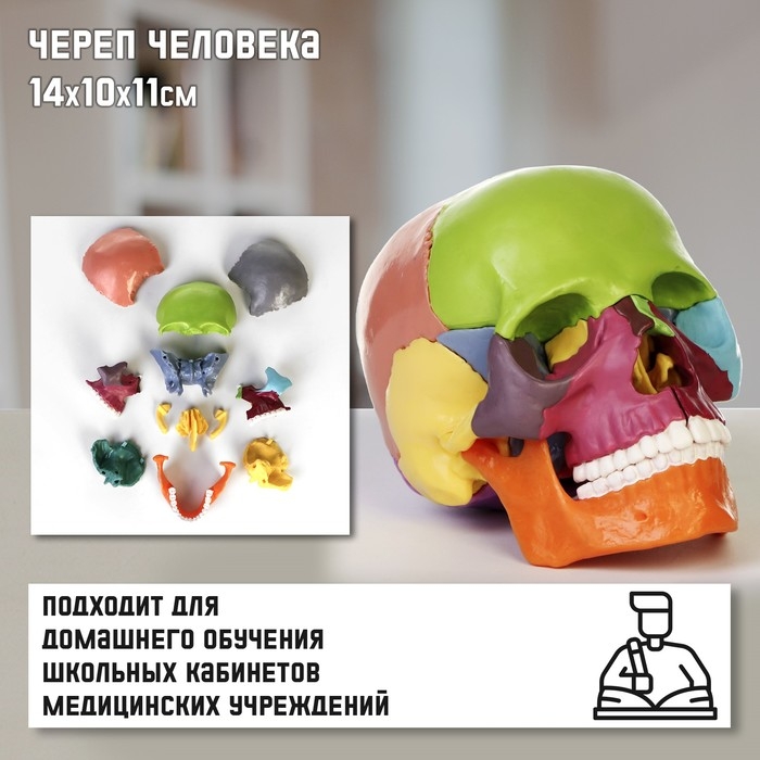 Макет  Макет "Череп человека" разноцветный разборный, 14*10*11см