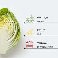 Семена Капуста белокочанная &laquo;Московская поздняя 15&raquo;, 0.1 г, &laquo;Удачные семена&raquo;