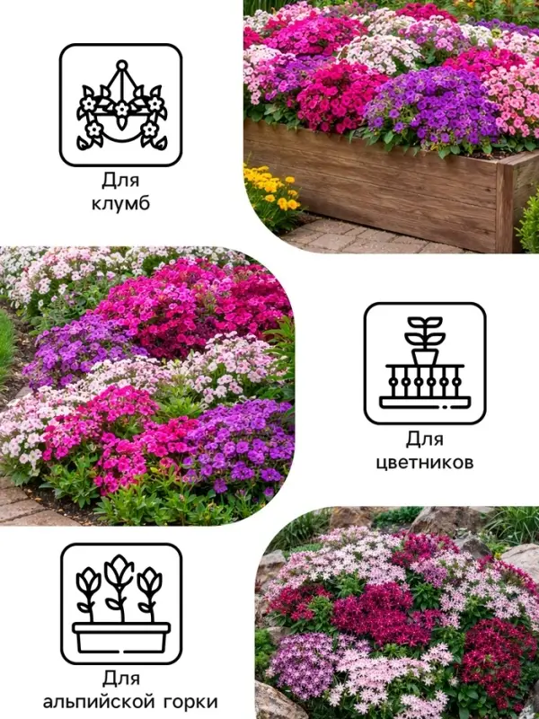 Семена цветов Флокс &laquo;Звездный дождь&raquo;, смесь окрасок, 0.2 г, &laquo;Рецепты дедушки Никиты&raquo;