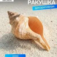 Ракушка декоративная, 8-11 см