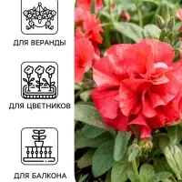 Семена цветов Петуния &laquo;Дуо&raquo; F1, нежно-розовая, 5 шт., PanAmerican, &laquo;АЭЛИТА&raquo;