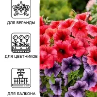 Семена цветов Петуния &laquo;Все звезды&raquo; F1, многоцветковая, смесь, драже, 7 шт. 1094
