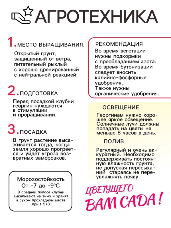 Георгина Помпонная «Сноуфлейк», клубелуковица в упаковке, р-р см, I, 1 шт.