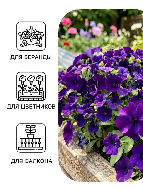 Семена цветов Петуния &laquo;БУУМ! Эйч Ди&raquo; F1, блю, многоцветковая, драже, 7 шт.