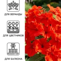 Семена цветов Петуния суперкаскадная &laquo;Красная шапочка&raquo; F1, 10 шт.