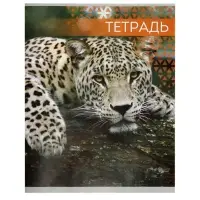 Тетрадь &laquo;Дикие кошки&raquo;, 48 листов, в клетку, МИКС