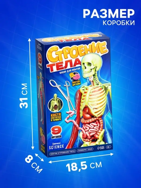 Набор для опытов по анатомии &laquo;Строение тела&raquo;, светится в темноте, с мягкими органами