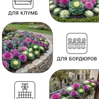 Семена цветов Капуста Декоративная, 0.05 г, &laquo;Рецепты дедушки Никиты&raquo;