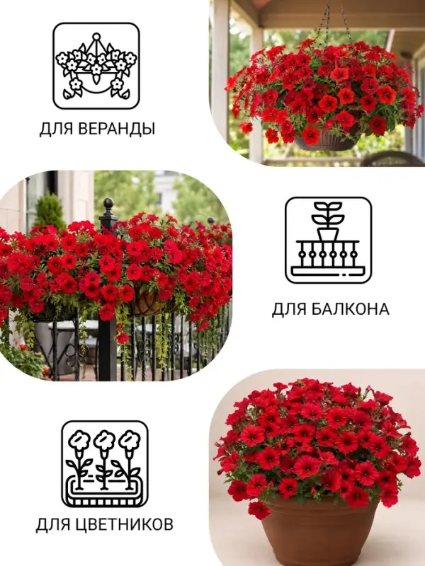 Семена цветов Петуния &laquo;Вейв Кармин Велюр&raquo;, F1, 5 шт.