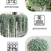Семена цветов Дихондра &laquo;Серебристый водопад&raquo;, 3 шт.