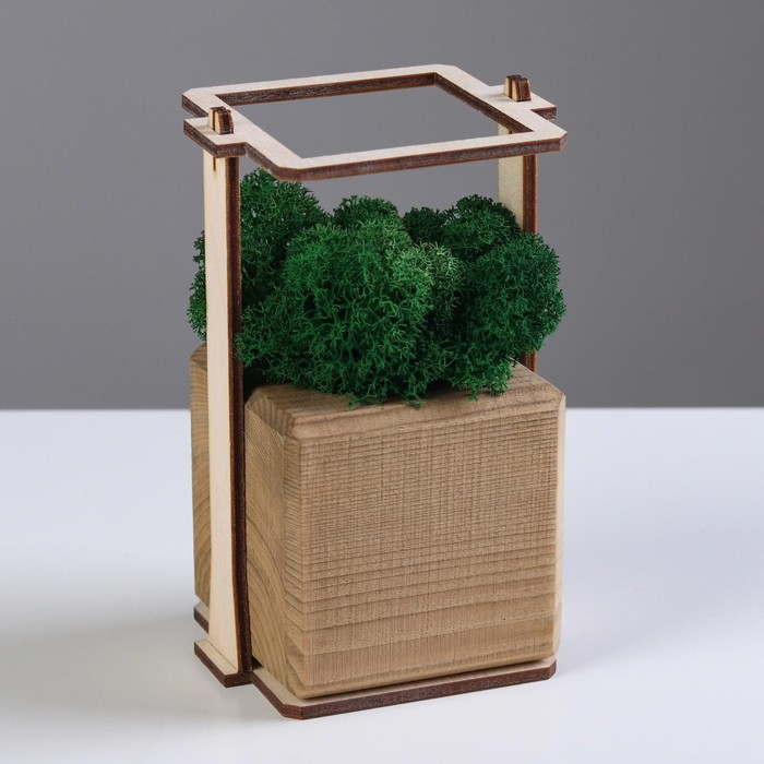 Кашпо композиция со мхом  Кашпо композиция со мхом "Бриовуд", мох стабилизированный: Forest green (Зелёный лес)