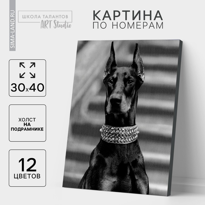 Картина по номерам на холсте с подрамником &laquo;Доберман&raquo;, 30х40 см