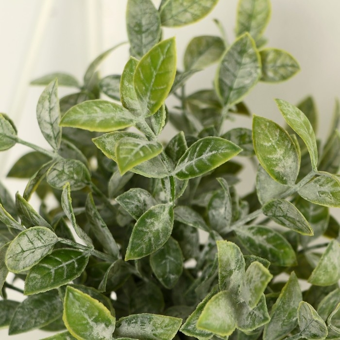 Бонсай в горшке "Педилантус" 8х20 см