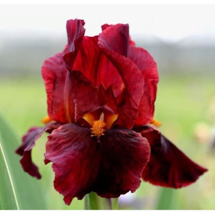 Ирис бородатый Ред Зингер, горшок С2, 1 шт, Лето 2024 Ирис бородатый Ред Зингер, горшок С2, 1 шт, Лето 2024