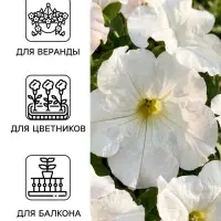 Семена цветов Петуния &laquo;Снежный шар&raquo;, многоцветковая, 0.1 г, &laquo;Агрофирма АЭЛИТА&raquo;