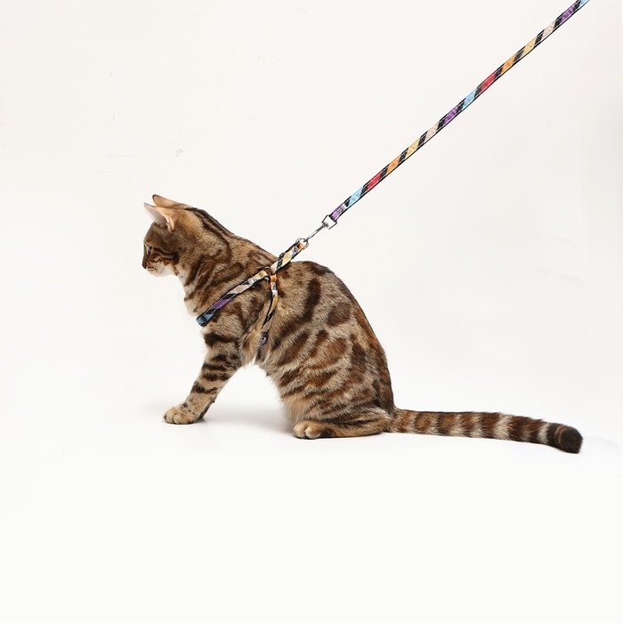 Комплект амуниции двухслойный, S, поводок 120х1 см,ОШ 24-38 ОГ 29-41 см, разноцветные полосы 96837 Комплект амуниции двухслойный, S, поводок 120х1 см,ОШ 24-38 ОГ 29-41 см, разноцветные полосы 96837