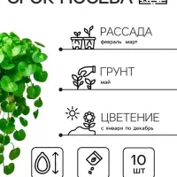 Семена цветов Дихондра "Изумрудный водопад", серия "Профи", F1, О, 10 шт.