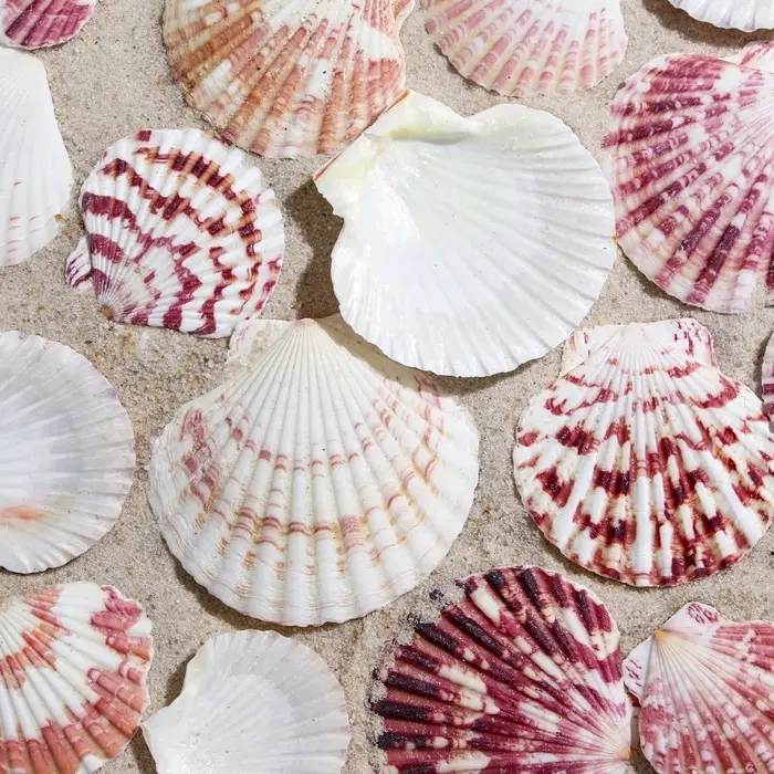 Набор ракушек,  Набор ракушек, "Гребешок пуксидатус", размер 4 - 6 см, 100 г