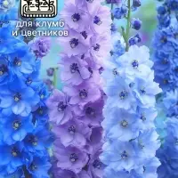 Семена цветов Дельфиниум "Гроздь Сапфиров", 0,2 г