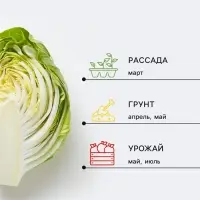 Семена Капуста брокколи &laquo;Тонус&raquo;, 0.3 г, &laquo;Аэлита&raquo;