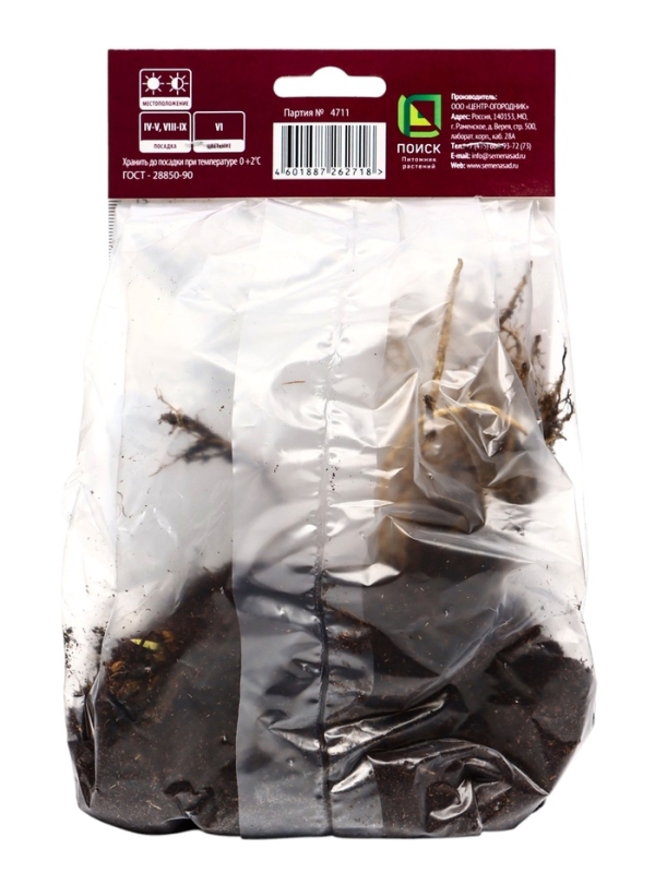 Ирис сибирский Шугар Раш, р-р I, 1 шт, Весна 2025 Ирис сибирский Шугар Раш, р-р I, 1 шт, Весна 2025