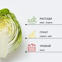 Семена Капуста цветная &laquo;Ранняя Грибовская 1355&raquo;, 0.2 г, &laquo;Аэлита&raquo;
