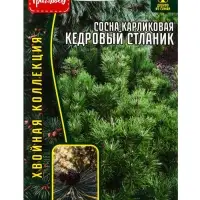 Семена Сосна карликовая &laquo;Кедровый Стлани&raquo;, 5 шт., &laquo;Григорьев&raquo;