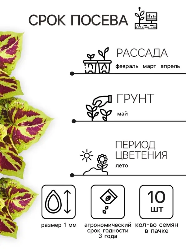 Семена цветов Колеус  Семена цветов Колеус "Фейерверк" Мозаика F1, О, 10 шт