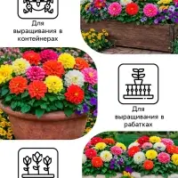 Семена цветов Георгина махровая &laquo;Опера&raquo;, 0.2 г, &laquo;Рецепты дедушки Никиты&raquo;