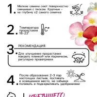 Семена  цветов Бегония вечноцветущая "Сенатор F1", смесь, О, 10 шт