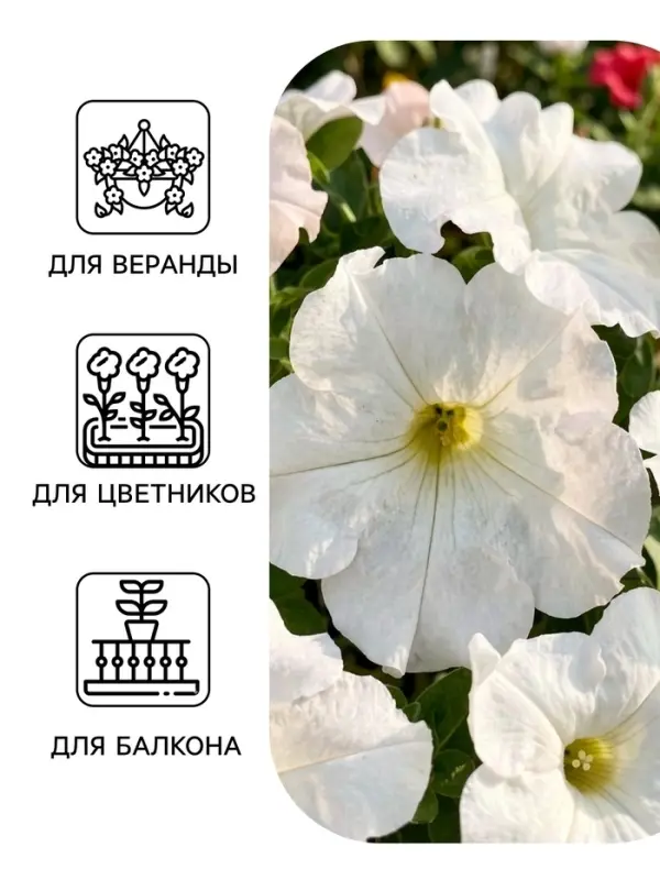 Семена цветов Петуния &laquo;Снежный шар&raquo;, многоцветковая, 0.1 г, &laquo;Агрофирма АЭЛИТА&raquo;