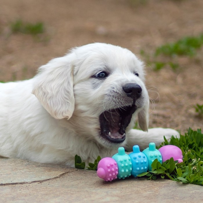 Игрушка жевательная Игрушка жевательная "Гусеница", TPR, 12,5 см, микс цветов