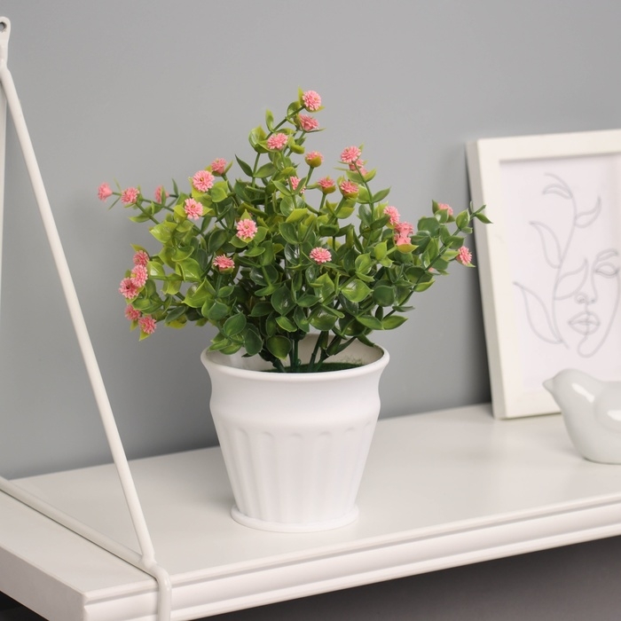 Бонсай в горшке Бонсай в горшке "Гомфрена премиум" 21х10 см, микс