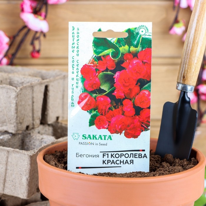 Семена цветов Бегония  Семена цветов Бегония "Королева красная", F1,  вечноцветущая, серия Саката, 4 шт