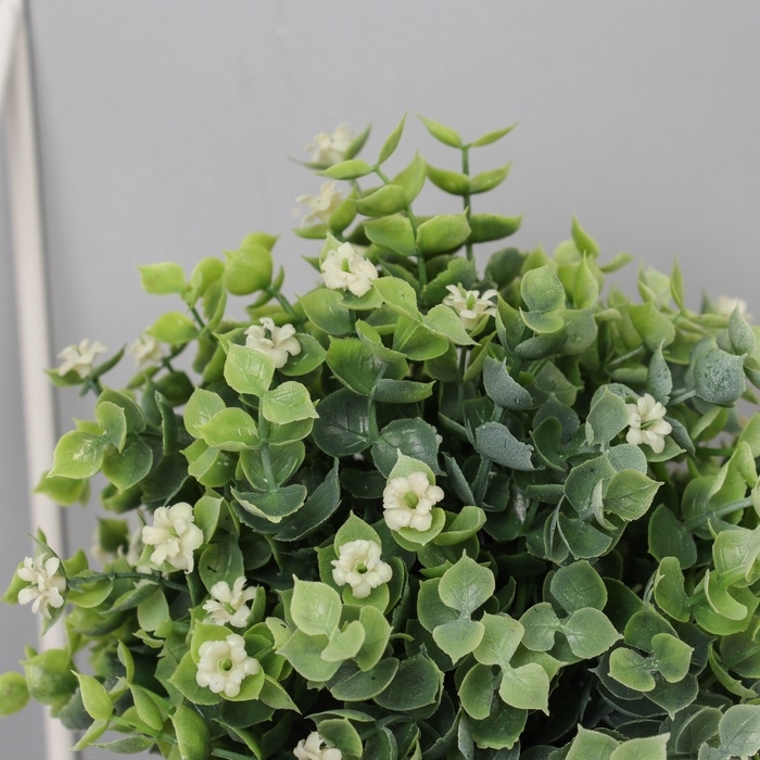 Бонсай в горшке Бонсай в горшке "Фиалка мини с зеленью галант" 18х10 см, микс