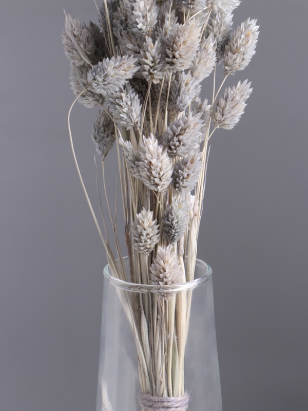 Набор сухоцветов "Фаларис", банч длина 55 (+/- 6 см), голубой