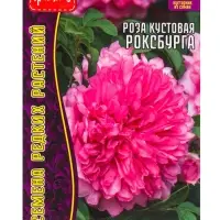 Семена цветов Роза Роксбурга кустовая 10 шт.  12.29 г.