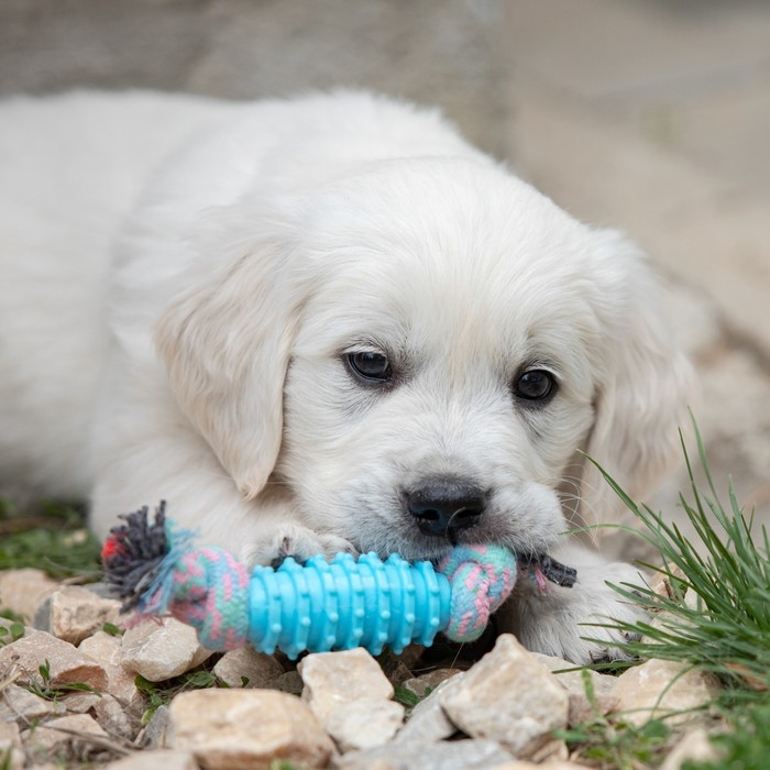 Игрушка жевательная Игрушка жевательная "Элемент", 17 х 3,2 см, голубая/розовая