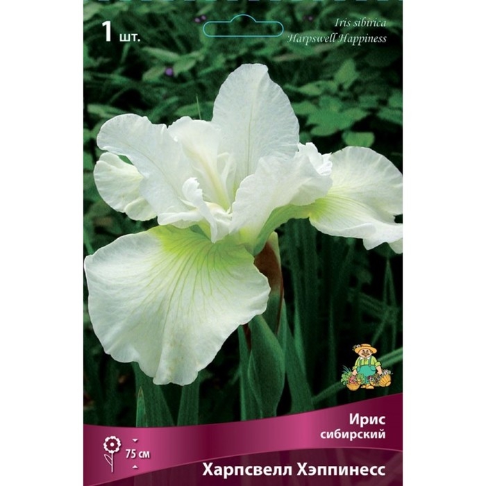 Ирис сибирский Ирис сибирский "Харпсвелл Хэппинесс", 1 шт, р-р I, Весна 2025