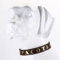 Ошейник &laquo;Красотка&raquo;, 60&times;2.5 см, однослойный, тиснение фольгой, кожа, цвет МИКС