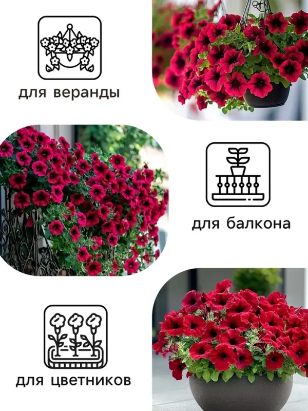 Семена цветов Петуния &laquo;Мамбо&raquo;, F1, пурпурная, многоцветковая, 7 шт., &laquo;Аэлита&raquo;