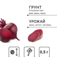 Семена Свекла &laquo;Пабло&raquo;, F1, ранняя, 0.5 г, &laquo;Тимирязевский питомник&raquo;
