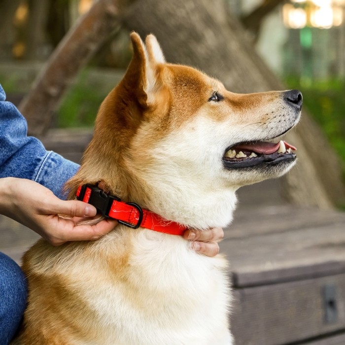 Ошейник One line, застёжка - фастекс, 2 см 25-40 см Ошейник One line, застёжка - фастекс, 2 см 25-40 см