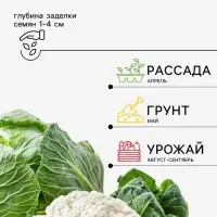 Семена Капуста &laquo;Победа&raquo; 0.3 г, &laquo;Агросс&raquo;