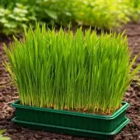 Семена Трава для кошек, 10 г, &laquo;Рецепты дедушки Никиты&raquo;